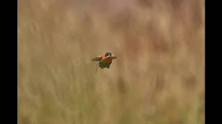 Red Bishop 2 2019/06/30
