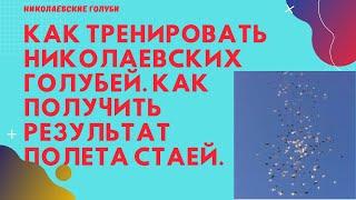 Как тренировать николаевских голубей. Как получить результат полета стаей.