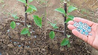 Use this cheap fertilizer, your plants will bloom all year round