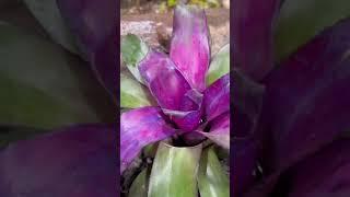 One Guy Installs Beautiful Faux Basalt Column Fountain #shorts