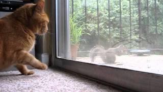 Flavia the cat tries to catch a squirrel