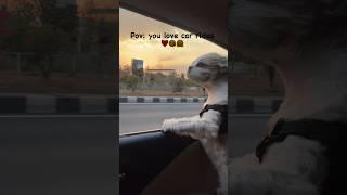 Car rides are always my favorite  Shihtzu dog on car #shihtzu #dog #viral