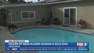 Swarm of bees leaves three hospitalized, one dog dead