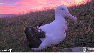 Royal Albatross ~ TFT Discovers The Cam Under a Fiery Sunrise  TF Exercises His Huge Wings  9.9.24