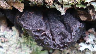 Exidia glandulosa