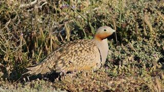 Black-bellied sandgrouse (Pterocles orientalis) Πουρτάλλα - Cyprus -  by George Konstantinou