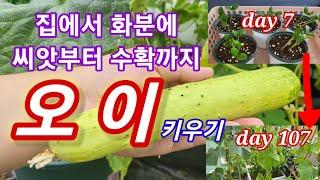 Growing cucumbers in a pot at home From seeds to seedlings to harvesting