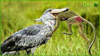 30 Ferocious Moments of Birds Hunting Their Next Meal | Bird vs Monkey, Snake, Fish | Animal Fights