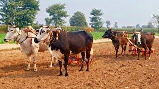 Bull powered wheat sowing drill in rural punjab | Deep sowing with bulls in punjab | Old punjab