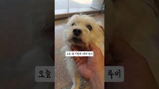 앞발이 하나 없지만 점점 더 예뻐지는 강아지