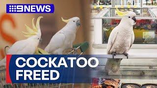 Cockatoo freed after month-long operation in Sydney shopping centre | 9 News Australia