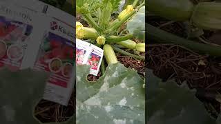 УХОД ЗА КАБАЧКАМИ — СЕКРЕТЫ БОГАТОГО УРОЖАЯ