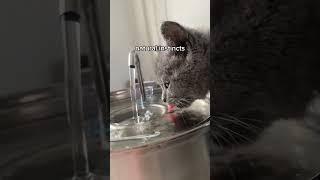 Wellness Wave: Hydrate Your Feline! 