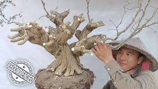 Yang lagi cari bonsai SS Vietnam disini tempatnya super super semua Bersama Mr. Viet