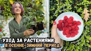 Секреты ухода за растениями в осенне-зимний период / как услышать, что говорят цветы?