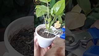 Propagate Indoor Plant at Home - Philodendron