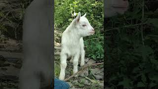 World's Cutest Baby Lamb!  This Little Guy Wins Everything! #cutefarmanimal #animals #cute