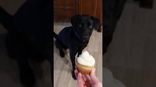 “Pup” cakes! #cupcakes #dog #puppy #dogshorts #shorts#doglovers #dogvideos #fyp