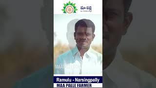 Maa Palle Farmer Ramulu Shares his views on Narayanakamini & illapusamba ancient rice he cultivated.