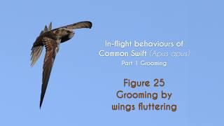 COMMON SWIFT - In flight grooming - FIGURE 25 : Grooming by wings fluttering