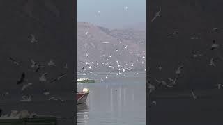 Birds Flying|| eye catching view || #shorts#ytshorts #trending
