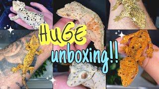 UNBOXING 12 NEW GECKOS!! He gave me 2 FOR FREE! (INSANE)