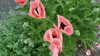 Poppies