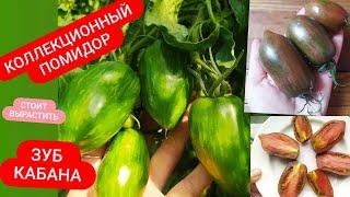 Коллекционный томат "ЗУБ КАБАНА"/Необычный сорт/Обзор урожая и дегустация
