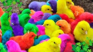 World Cute Chickens, Colorful Chickens, Rainbows Chickens, Cute Ducks, Cat, Rabbits,Cute Animals