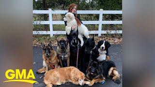 These siblings share what life looks like with eight dogs I GMA