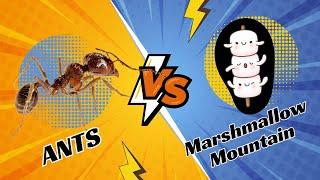 Ants  vs. Marshmallow Mountain ️