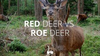 Deer size comparison: Massive red deer vs. tiny roe deer