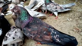 Голуби бакинские мраморные Тамбов 27.04.2021 (Baku marble pigeons) Baku mermer guvercinler