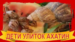 Шок! Случились ДЕТИ у Улиток АХАТИН! Не уследила. Куда девать?
