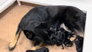 Just A Few Hours Old!  German Shepherd Puppies "I" Litter von Prufenpuden Dog For Advanced Training