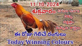 11 October 2024 Today Winning Colours#kukkutasastram  @SrinuGariFarms   @SrinuGaruSGF