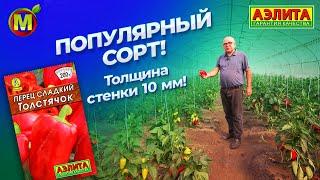 ТОЛСТОСТЕННЫЙ сладкий перец ТОЛСТЯЧОК