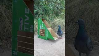 Quick Unique Dove Bird Trap Make From Cardboard Box #youtubeshorts