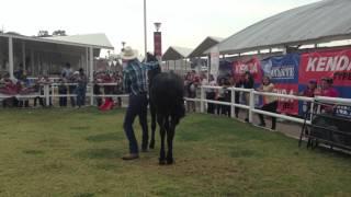 Chico Ramirez Manejo Natural del Caballo 8 Morelia demo 13 05 2013