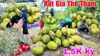 Rớt giá thê thảm mít còn 1,5k dân lao đao bán 1 đống mà tiền không bao nhiêu