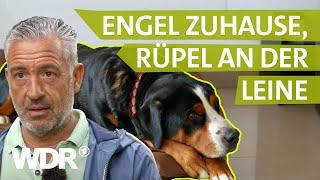 Ruhe bewahren bei der Hundebegegnung | Hunde verstehen | S04/E01 | WDR