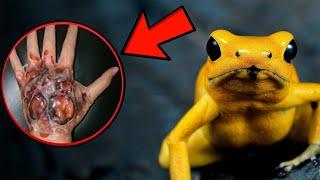 What to Expect if You Encounter a Golden Poison Frog