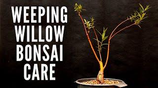 Weeping willow | Bonsai care [Salix]