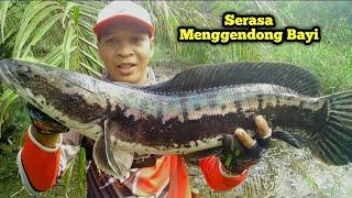 SADIS INI TOMAN SEBESAR BAYI || CASTING TOMAN KALIMANTAN || VAN BORNEO FISHING || DTX LURE