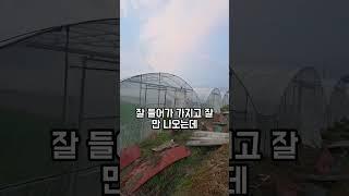 비둘기 "구구구구구" #청년농부진이 #진이미나리