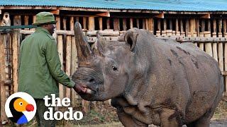 This Guy Takes Care Of The Last Two Northern White Rhinos On Earth  | The Dodo Heroes