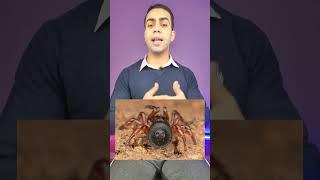 أخطر عنكبوت في العالم  #shorts