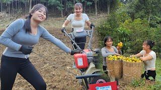 Two sisters, Luyen Mai, plow the soil to garden and harvest tangerines.