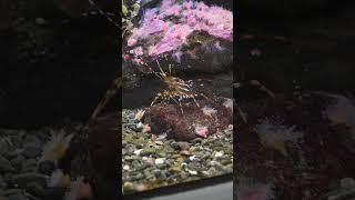 California Spot Prawn Color Change - Telonicher Marine Lab  #spotprawn #shrimp #spotshrimp