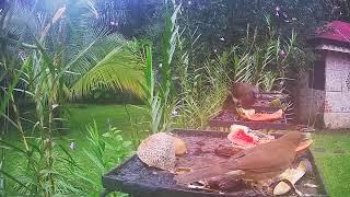 Costa Rica Live Bird Fruit Feeder Cam | Gingerbread Nuevo Arenal